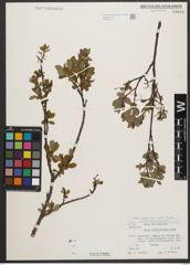 Foto von Salix waldsteiniana Willd.